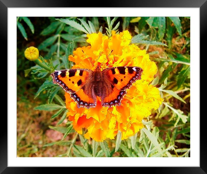 Butterfly On Giant Marigold Framed Mounted Print by philip milner