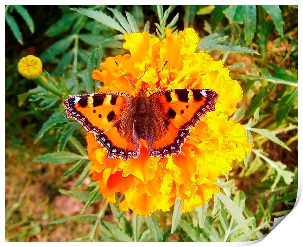 Butterfly On Giant Marigold Print by philip milner