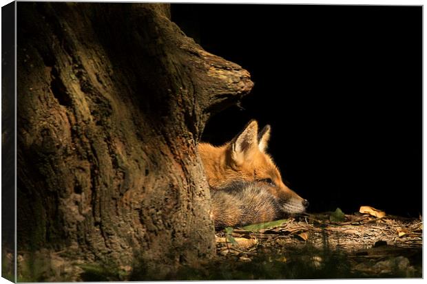 Red Fox in the Sunlight Canvas Print by Jennie Franklin
