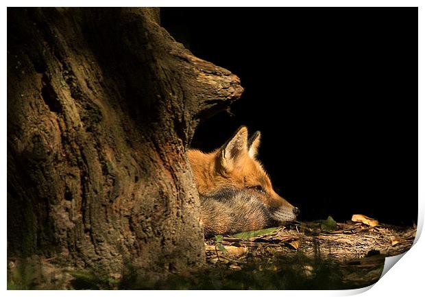 Red Fox in the Sunlight Print by Jennie Franklin