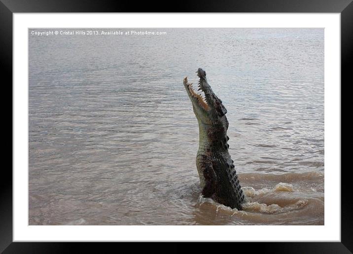 Jumping Crocs Framed Mounted Print by Cristal Hills