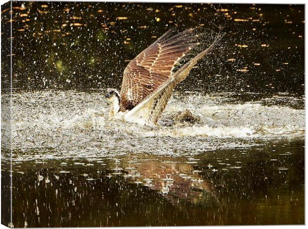 Osprey Fishing Canvas Print by Alan Sutton