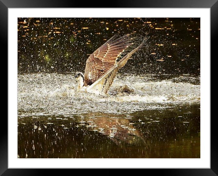 Osprey Fishing Framed Mounted Print by Alan Sutton