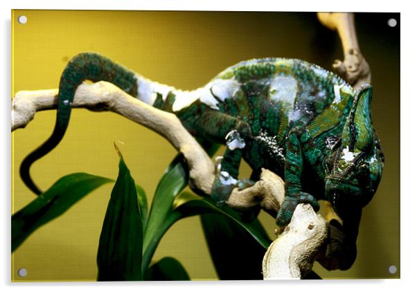Chameleon Acrylic by Thomas Grob