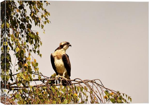 Stunning Osprey perched Canvas Print by Alan Sutton