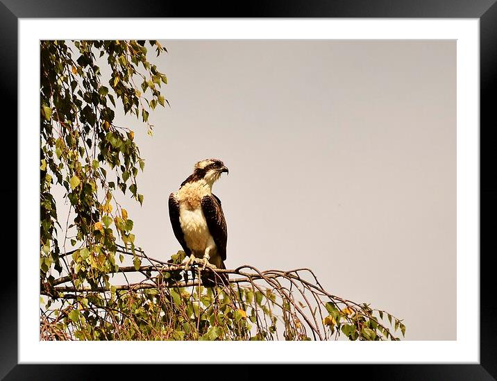 Stunning Osprey perched Framed Mounted Print by Alan Sutton