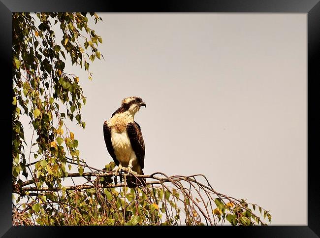 Stunning Osprey perched Framed Print by Alan Sutton