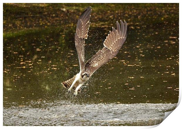 Angelic Winged Osprey Print by Alan Sutton
