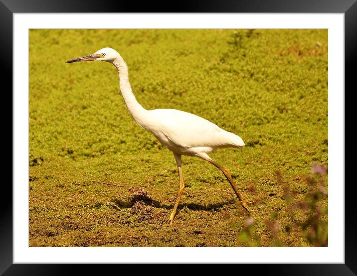 Strut your stuff ! Framed Mounted Print by Alan Sutton