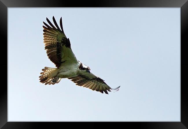 Osprey Framed Print by Martin Kemp Wildlife