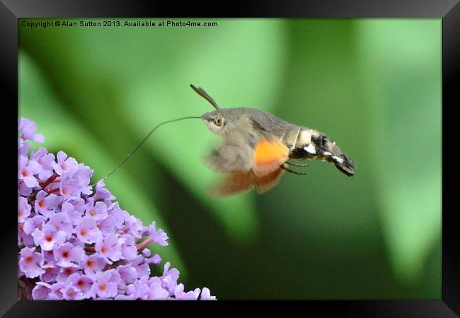 Hummingbird Hawk Moth feeding Framed Print by Alan Sutton
