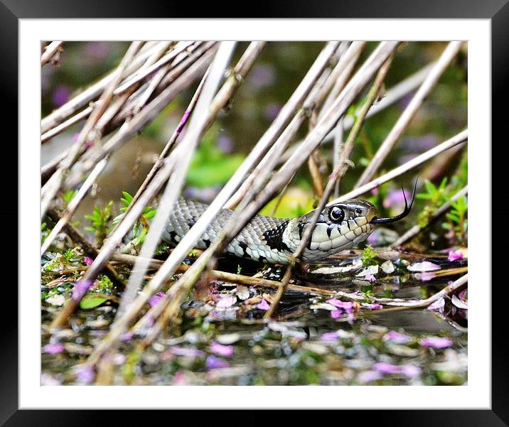 A nice shady spot to chill ! Framed Mounted Print by Alan Sutton