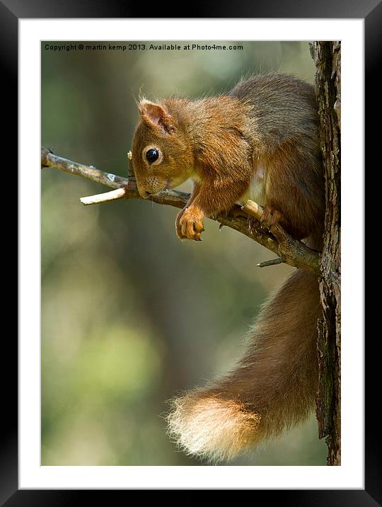 Red Squirrel Framed Mounted Print by Martin Kemp Wildlife
