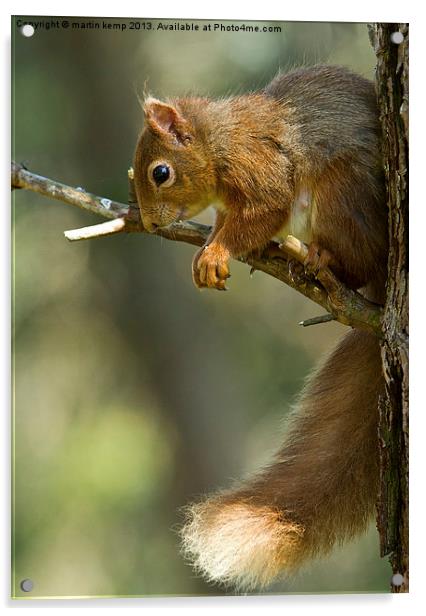 Red Squirrel Acrylic by Martin Kemp Wildlife