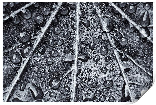 Leaf Print by David Pringle
