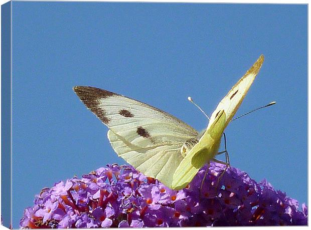 Large White Butterfly Canvas Print by Antoinette B