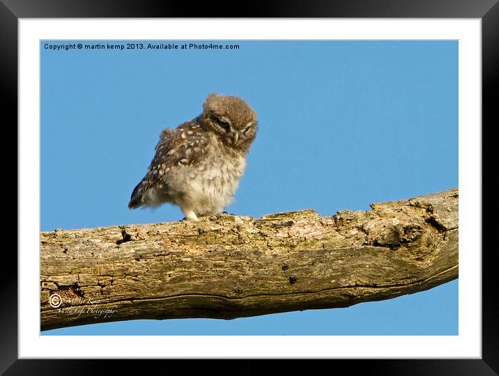 Little Owl Chick Framed Mounted Print by Martin Kemp Wildlife