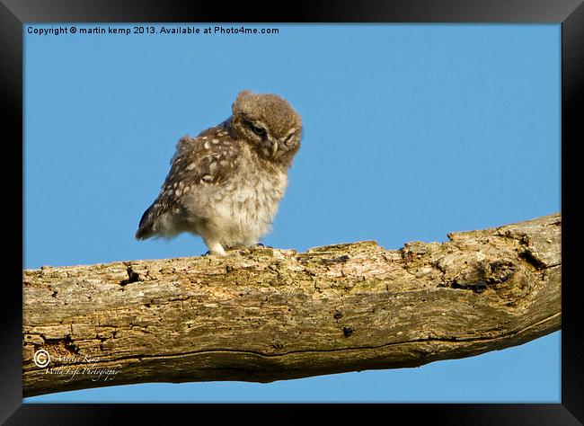 Little Owl Chick Framed Print by Martin Kemp Wildlife