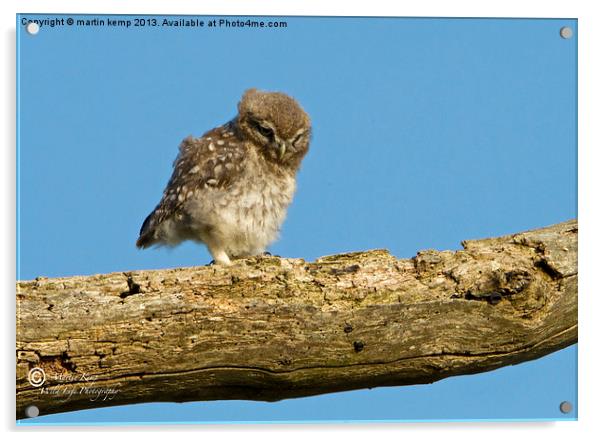 Little Owl Chick Acrylic by Martin Kemp Wildlife
