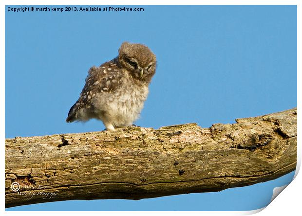 Little Owl Chick Print by Martin Kemp Wildlife