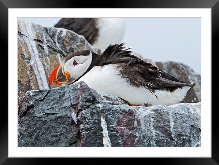 Puffin Framed Mounted Print by Martin Kemp Wildlife