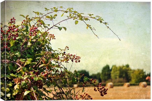 Blackberry picking Canvas Print by Dawn Cox