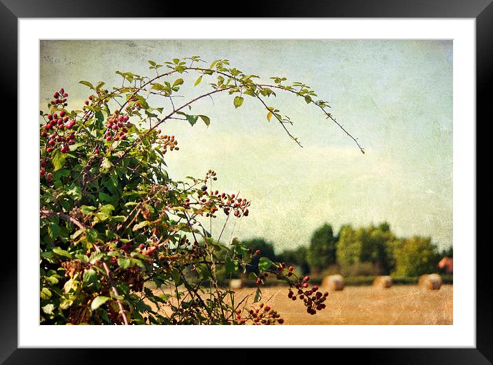 Blackberry picking Framed Mounted Print by Dawn Cox