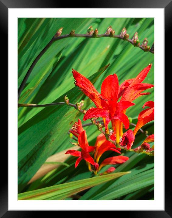 Flaming Red! Framed Mounted Print by Eleanor McCabe