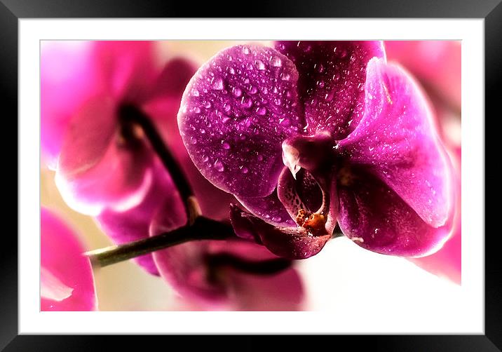 Good morning Orchid Framed Mounted Print by Leo Jaleo 