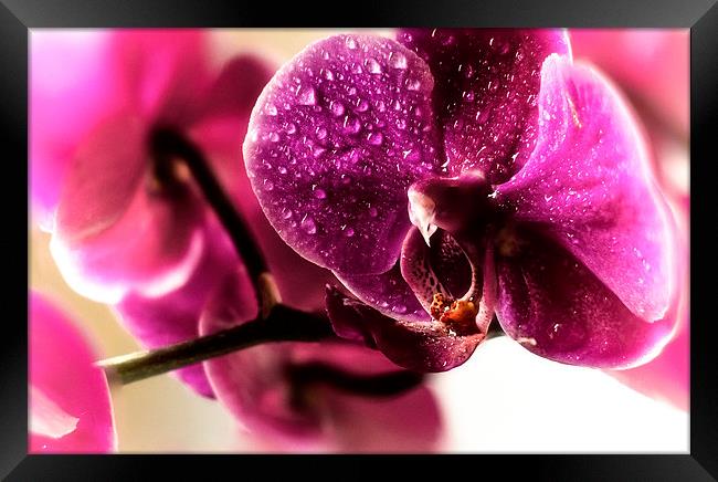 Good morning Orchid Framed Print by Leo Jaleo 