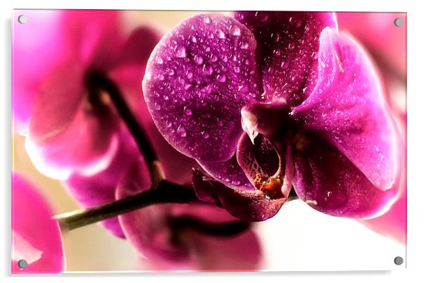 Good morning Orchid Acrylic by Leo Jaleo 
