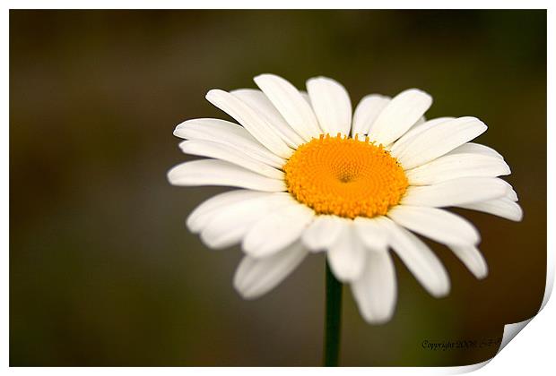 Daisy Print by Shara Burrows