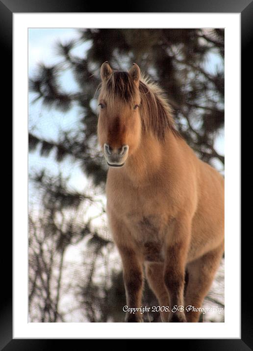 Winter Coat Framed Mounted Print by Shara Burrows