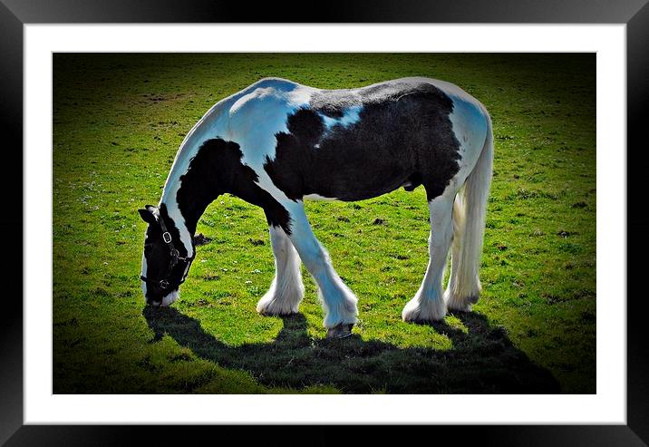 Grazing Framed Mounted Print by David Brooks