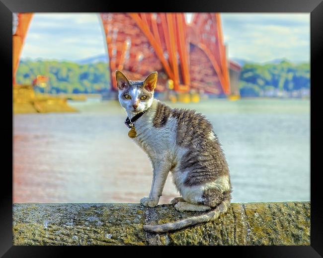 Snuggles The Cat At The Forth Bridge Framed Print by Tylie Duff Photo Art