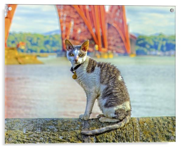Snuggles The Cat At The Forth Bridge Acrylic by Tylie Duff Photo Art
