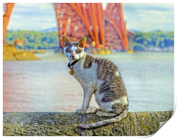 Snuggles The Cat At The Forth Bridge Print by Tylie Duff Photo Art