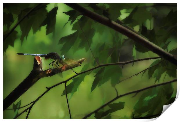 DRAGONFLY IN THE TREES Print by Tom York