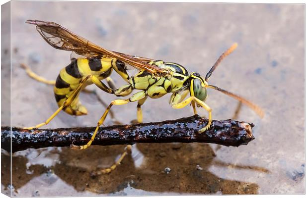 Wet Wasp Canvas Print by Craig Lapsley