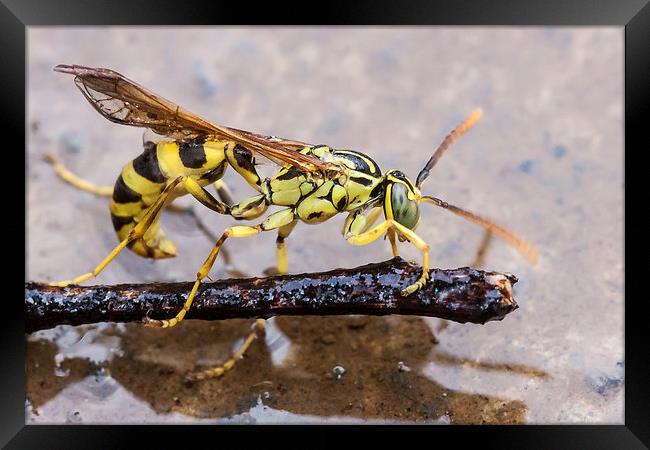 Wet Wasp Framed Print by Craig Lapsley