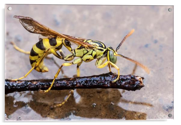 Wet Wasp Acrylic by Craig Lapsley