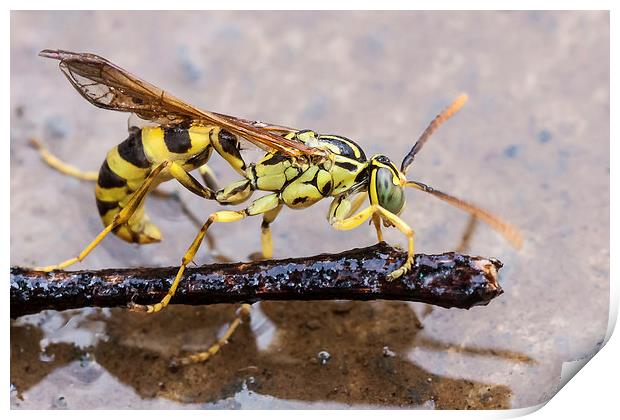 Wet Wasp Print by Craig Lapsley