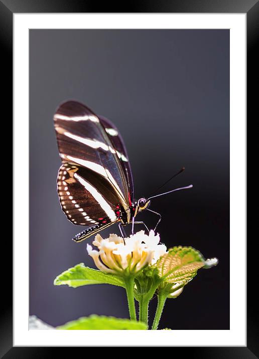 Tropical butterfly Framed Mounted Print by Craig Lapsley