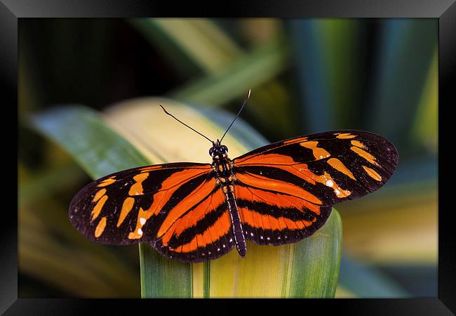 orange and black butterfly Framed Print by Craig Lapsley