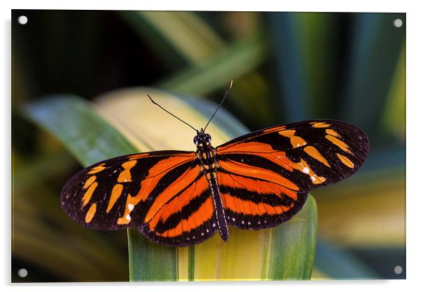 orange and black butterfly Acrylic by Craig Lapsley