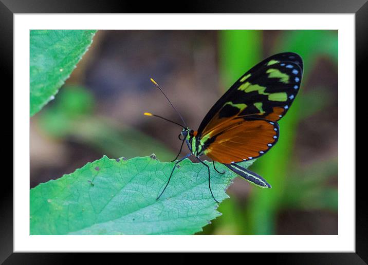 pretty tropical butterfly Framed Mounted Print by Craig Lapsley