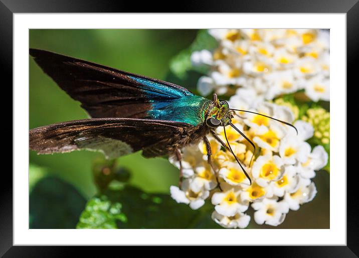 Blue Flasher butterfly Framed Mounted Print by Craig Lapsley