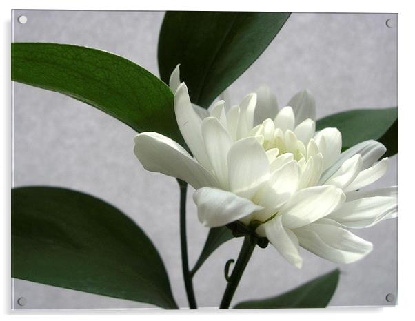 White Chrysanthemum Acrylic by james richmond