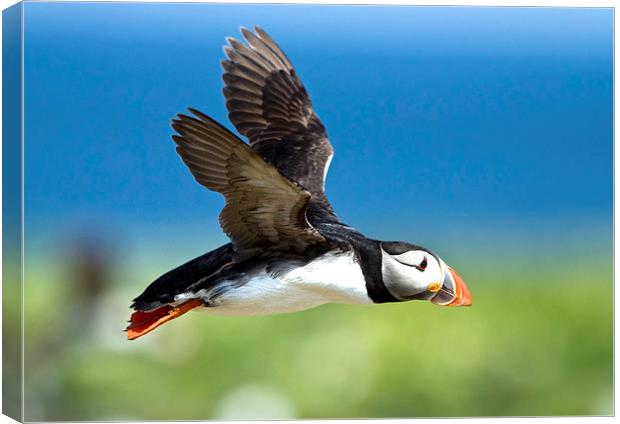 Flying Puffin Canvas Print by Martin Kemp Wildlife