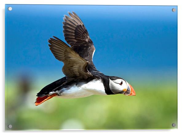 Flying Puffin Acrylic by Martin Kemp Wildlife